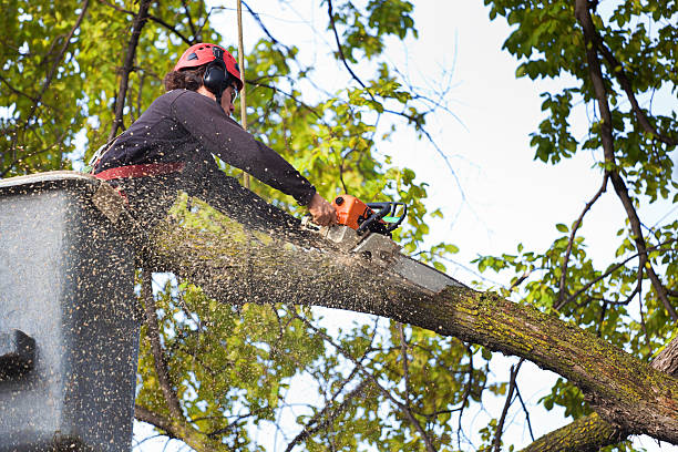 How Our Tree Care Process Works  in  Wood River, IL